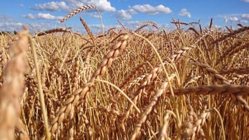 Importação de trigo pelo Brasil em 2017 será a maior em uma década, aponta Conab