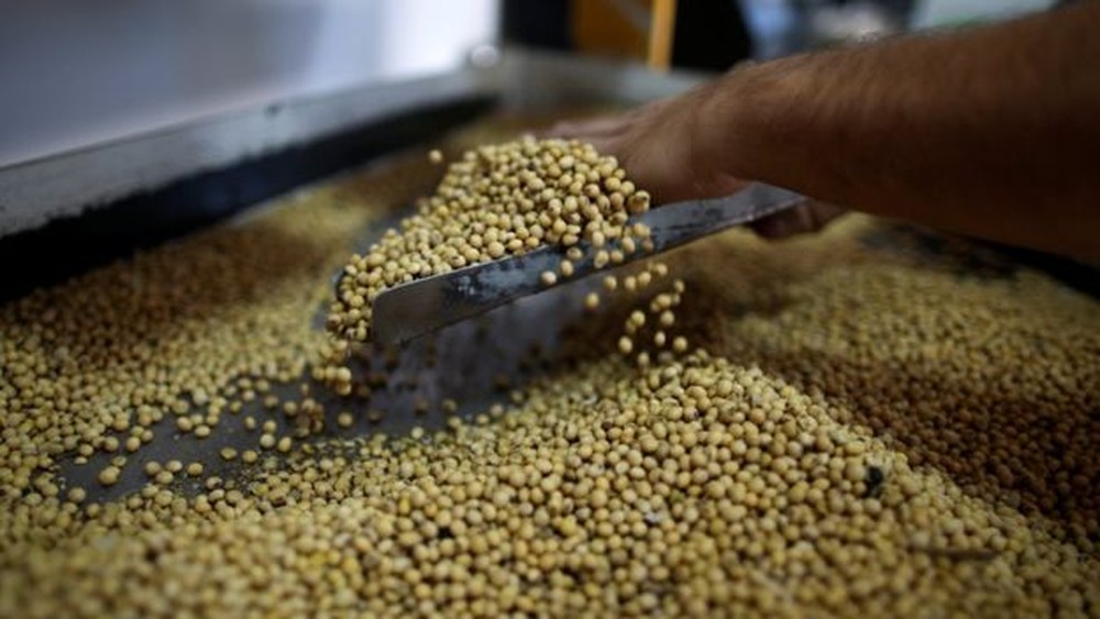 Agricultores trocam cana por Soja no Brasil diante de apetite chinês com guerra comercial