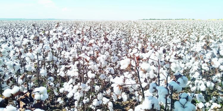 Brasil deve se tornar o segundo maior exportador de algodão em 2018/2019