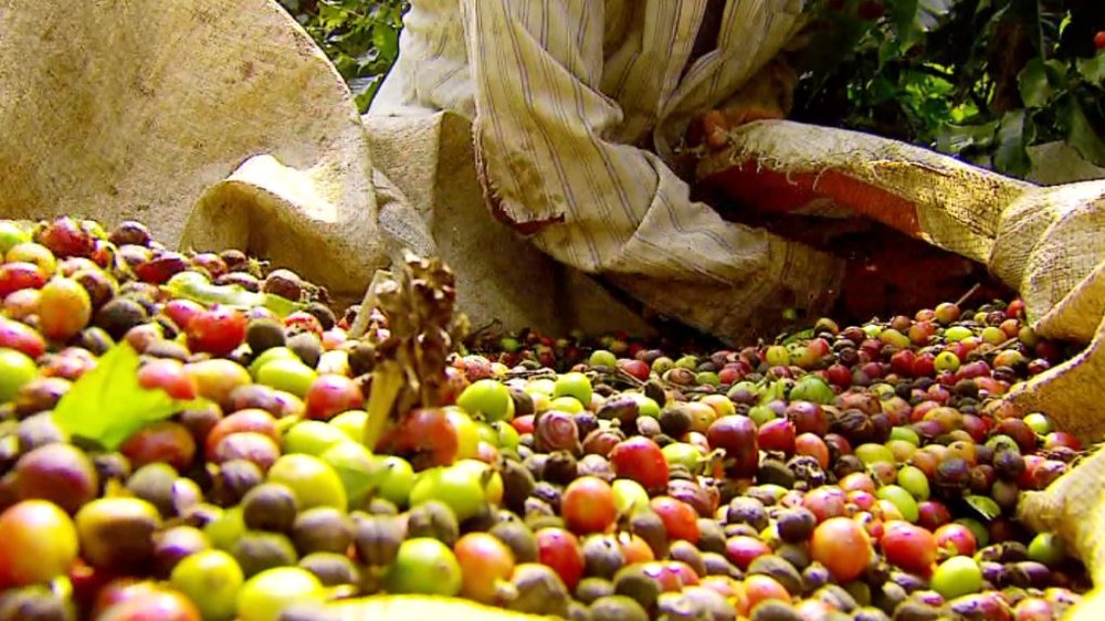 Conab eleva previsão de safra de café para recorde de 59,9 milhões de sacas