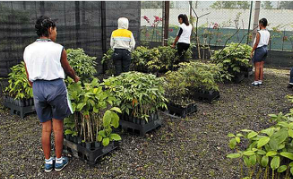 Ecopátio inicia ação ambiental