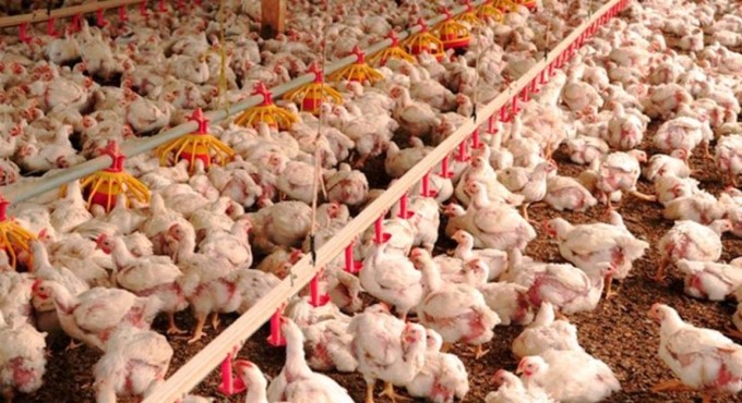 México libera exportação de 26 frigoríficos de frango do Brasil