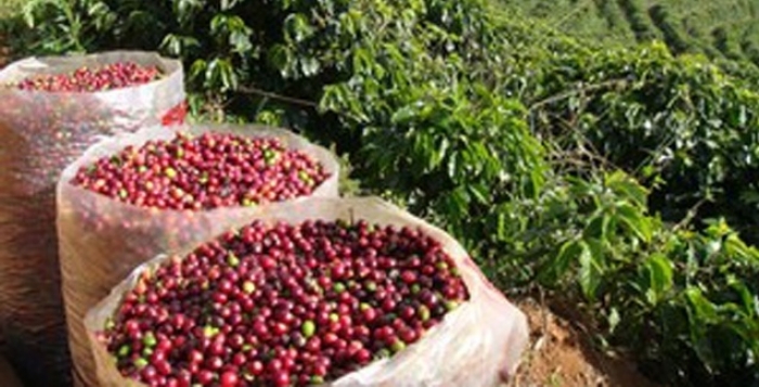 Comercialização da safra de café 2018/19 do Brasil atinge 59%