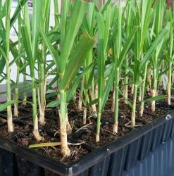 Bunge Açúcar & Bioenergia investe em produção própria de mudas para ampliar produtividade agrícola