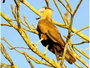 129 espécies de aves vivem no Porto de Santos