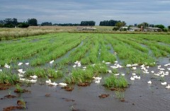 Clima prejudica produção gaúcha de arroz