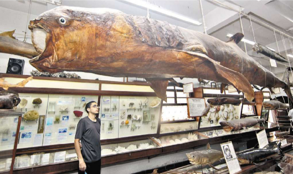 Museu do Mar reúne segredos da fauna marinha