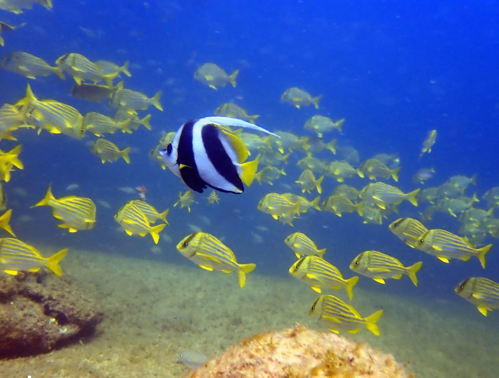 Peixe raríssimo viaja 11 mil km e é achado em santuário na costa de SP