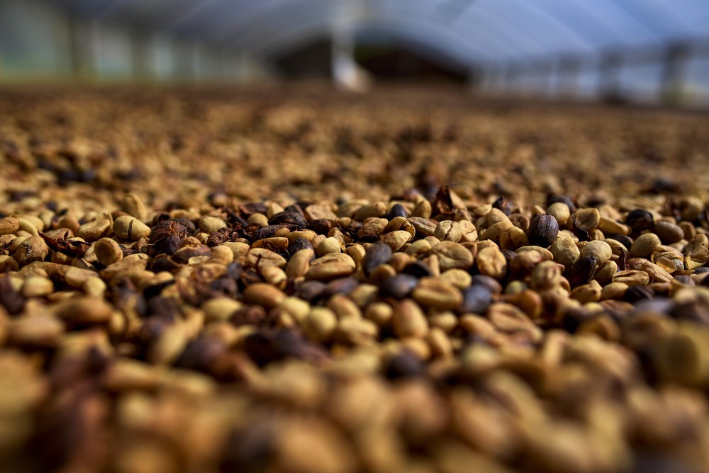Porto de Santos sofre queda na participação da exportação de café