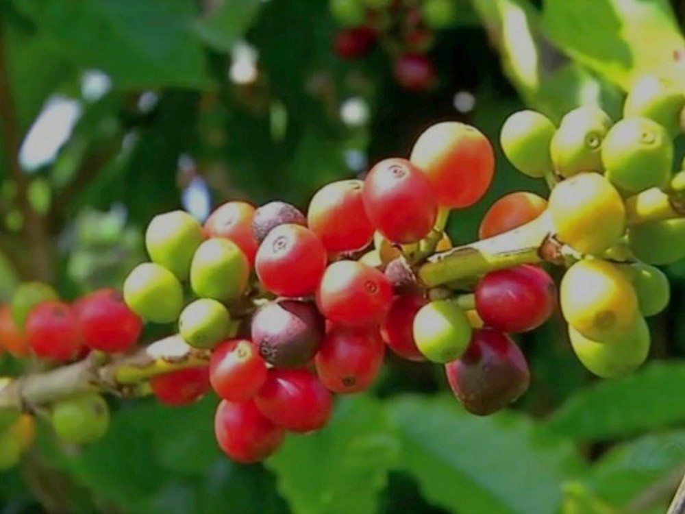 Exportação de café do Brasil é recorde em janeiro, diz Cecafé