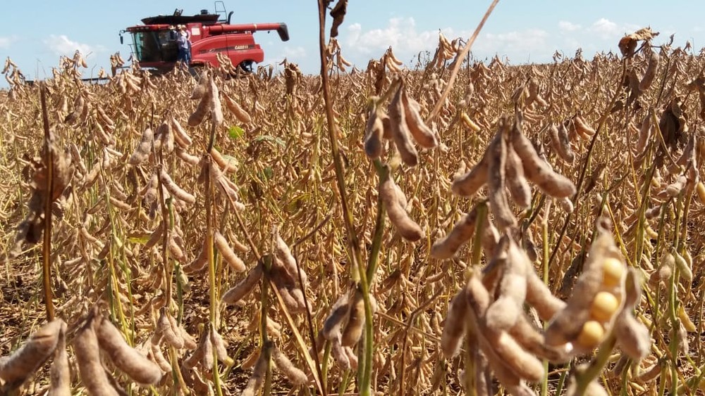 Colheita de soja no Brasil chega a 36% da área plantada, diz AgRural