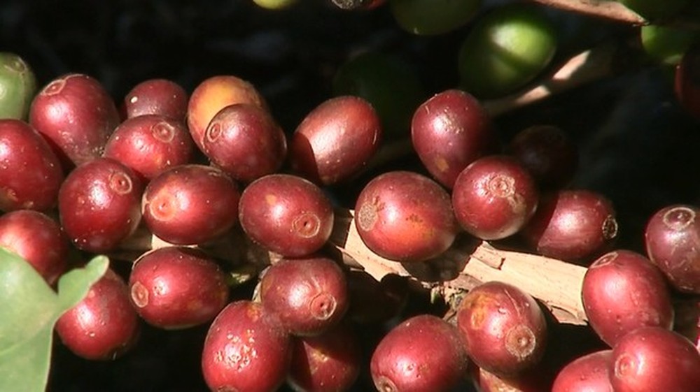 Mesmo lentas, vendas de café do Brasil já superam 50 milhões de sacas, diz Safras