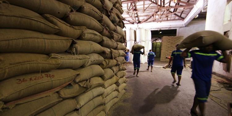 Exportações de café aumentam 30%; Porto de Santos é responsável por 80%