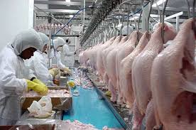 Exportações brasileiras de carne de frango recuam 9,5% em março 