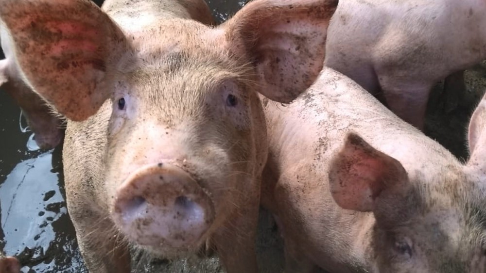 Brasil exportará menos soja à China, mas tende a agregar valor com venda de carnes, diz ministra