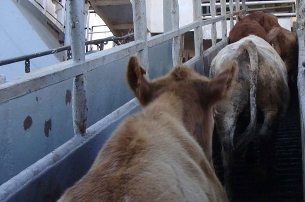 Exportações de carne bovina via Santos crescem 304% em abril