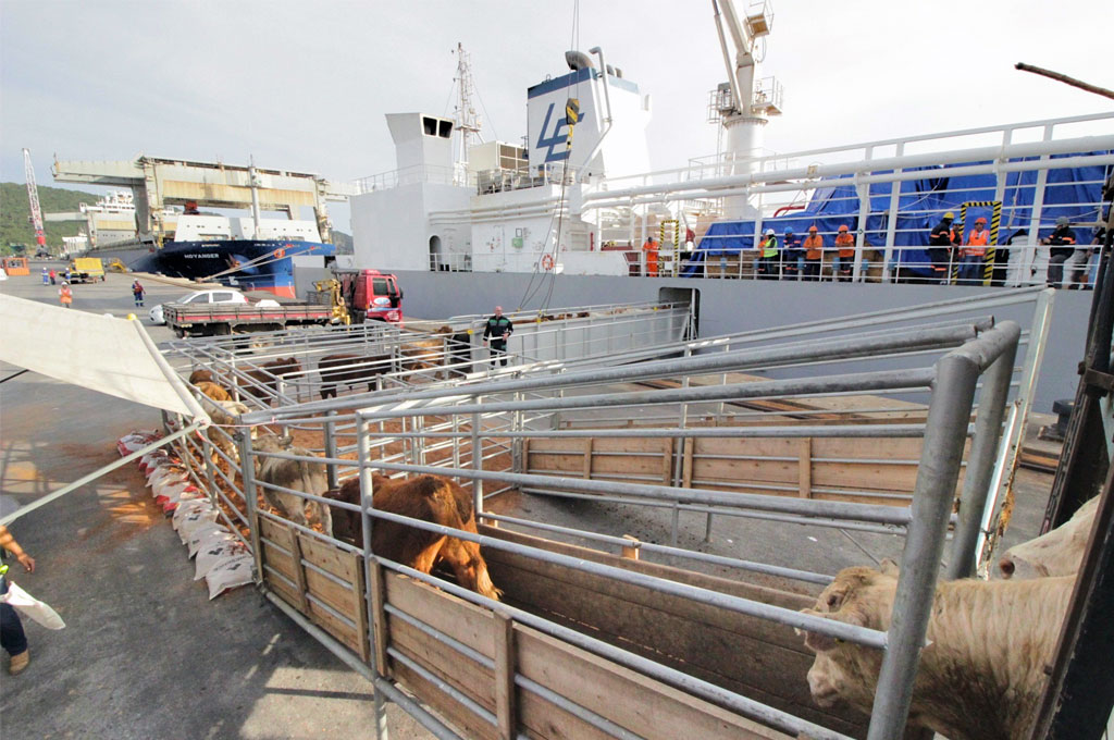 Exportação de animais vivos deve repetir o bom desempenho de 2018