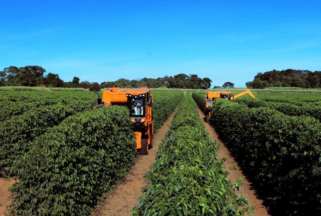 Primeira colhedora de café produzida no mundo completa 40 anos