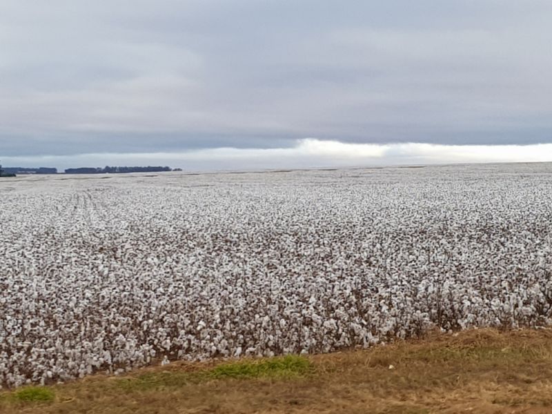 Brasil já é 2º maior exportador de algodão