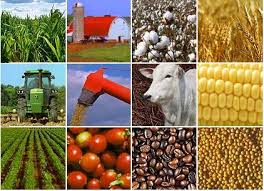 Regras para importação de produtos agropecuários para consumo durante a Copa América