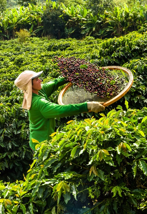 Orfeu Cafés investe em renovação e irrigação para expandir a oferta 