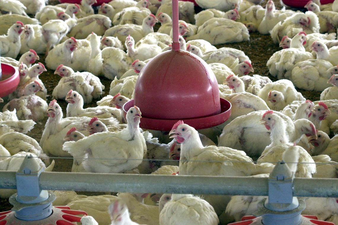 Brasil exporta frango in natura para Índia