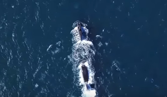 A importância do mar português no novo vídeo institucional da Marinha