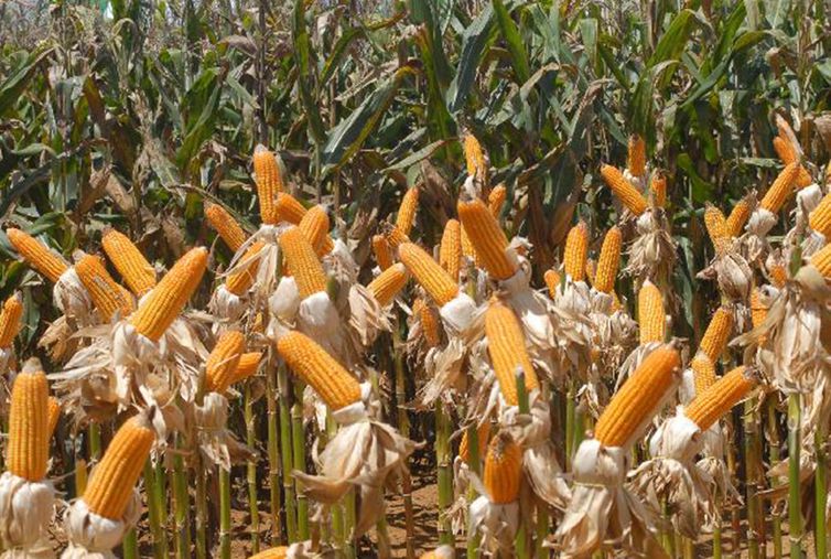 Brasil deve se tornar 2º maior exportador global de milho, diz FAO