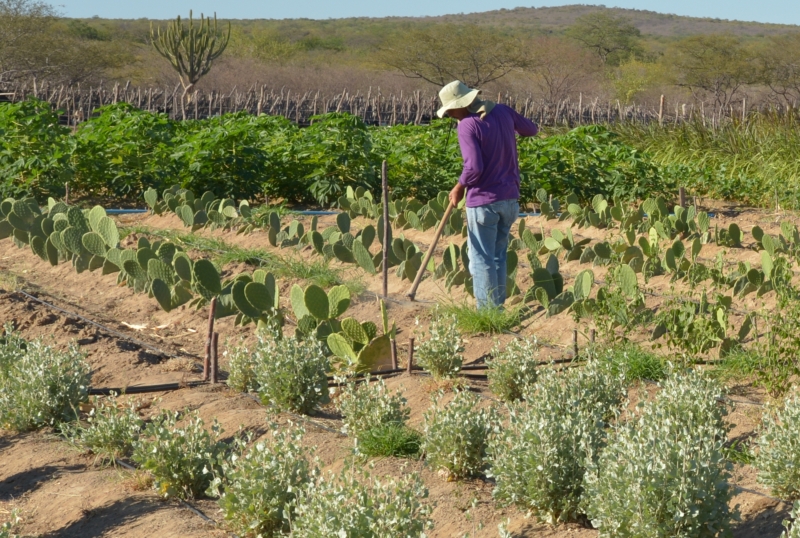 Centro da ONU promove seminário em Brasília sobre economia rural sustentável