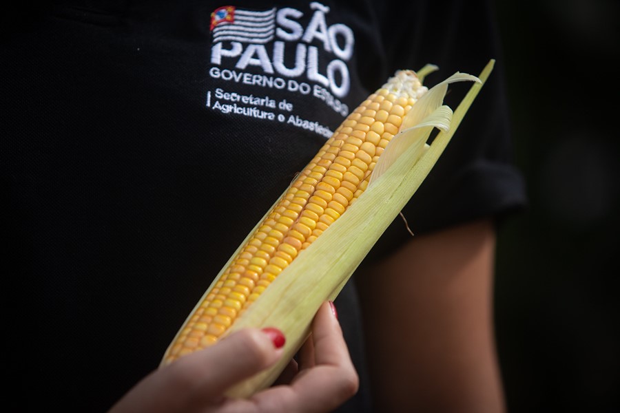 SP lança a primeira semente de milho exclusiva para produção orgânica