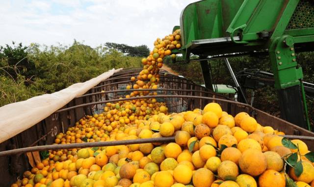 Exportações de suco de laranja caem 17% no penúltimo mês da safra 2018/2019, diz CitrusBR