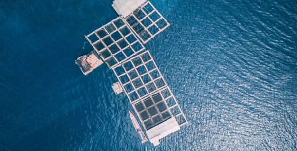Será que a aquacultura prejudica o ambiente?