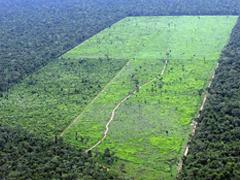 Cargill investe para combater desmatamento no Cerrado