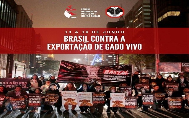 Organizações de 11 cidades brasileiras se mobilizam contra a exportação de animais vivos