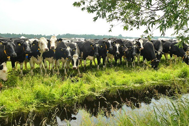 China anuncia volta da importação de carne bovina brasileira após caso atípico de Vaca Louca
