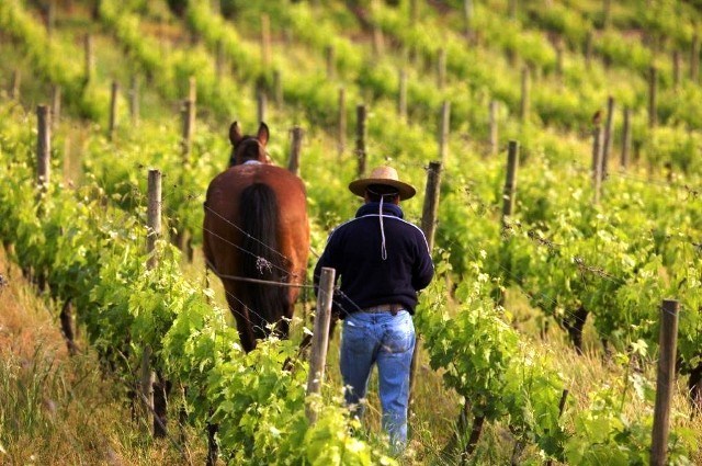 Inédito no mundo, acordo entre Brasil e Chile simplifica importação de vinhos orgânicos