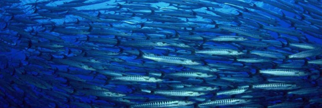 Evento em São Paulo inaugura Cátedra UNESCO para Sustentabilidade dos Oceanos