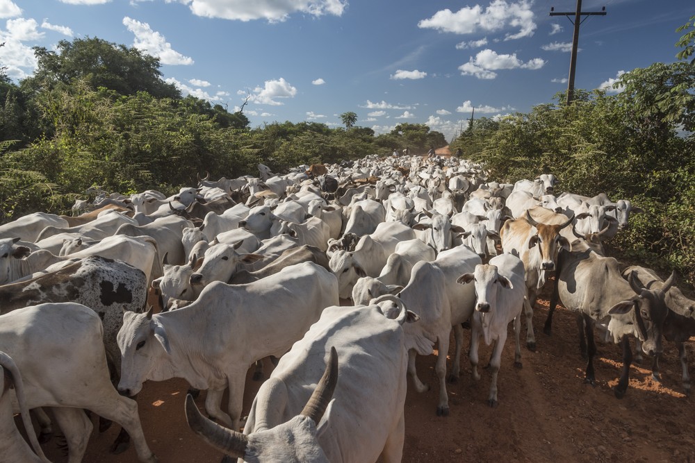 Pecuaristas do Pantanal de MS enfrentam dificuldades no transporte dos animais