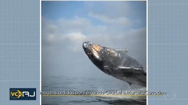 Mega Operação tenta salvar filhote de baleia perdido no litoral de SP