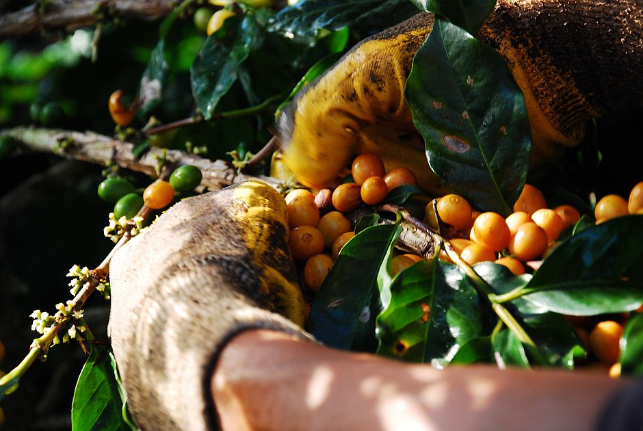 Brasil recebe Fórum Mundial de Café pela primeira vez