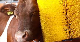 Cooperação com União Europeia para boas práticas e bem-estar animal terá resultados divulgados na sexta-feira