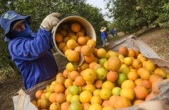 Estoques de suco de laranja deverão fechar safra 2018/19 em baixa 