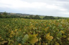 Cargill diz ser contra “Moratória do Cerrado” 