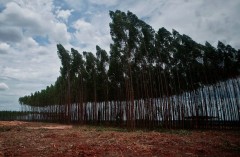 ANÁLISE: Fila de projetos de celulose volta a andar
