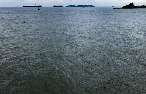 Comissão executiva da Codeba realiza visita técnica no Porto Paranaguá