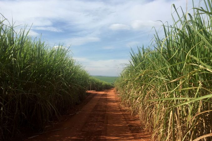 Bunge, BP fundamenta o Brasil para criar o terceiro maior processador de cana do mundo