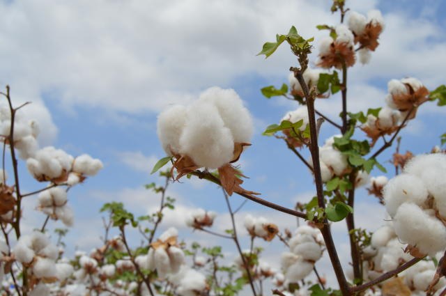 Valor da Produção Agropecuária é estimado em R$ 602,8 bilhões em 2019 