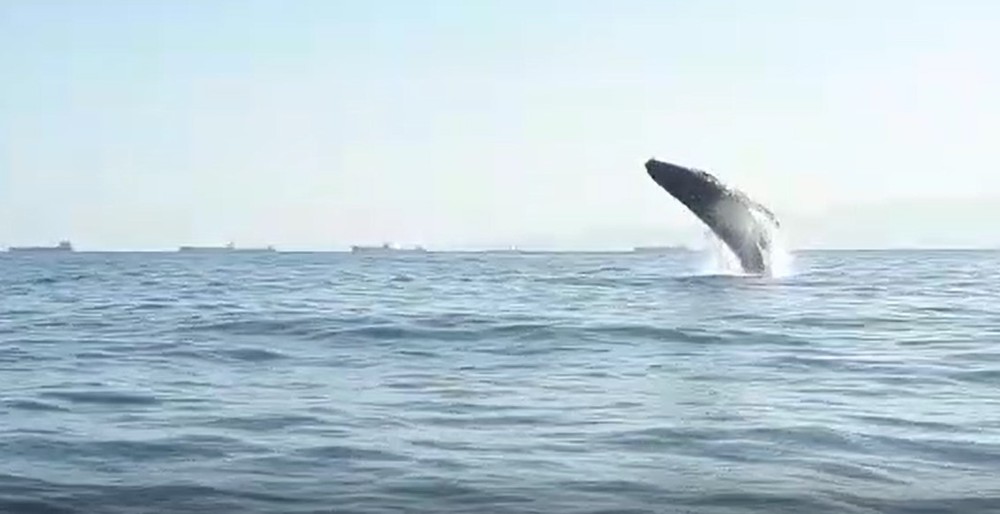 Baleia jubarte volta a dar 'show' em nova aparição no litoral de SP