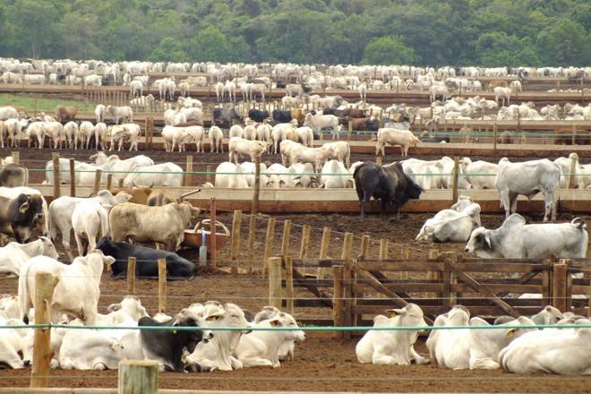 Embarque de bois vivos em porto do Paraná é autorizado; MP tenta impedir