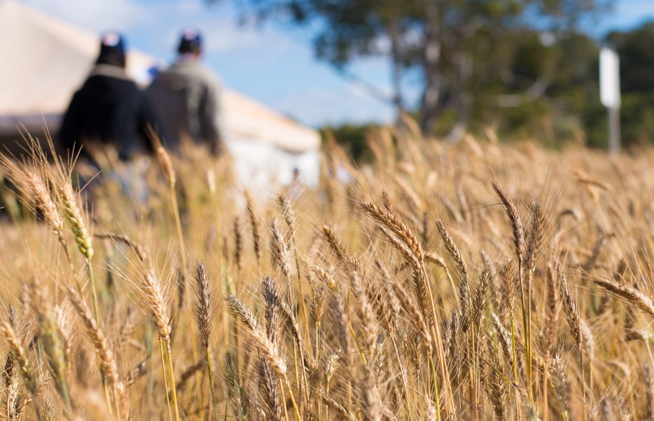 Cerrado dá nova perspectiva à produção de trigo no Brasil